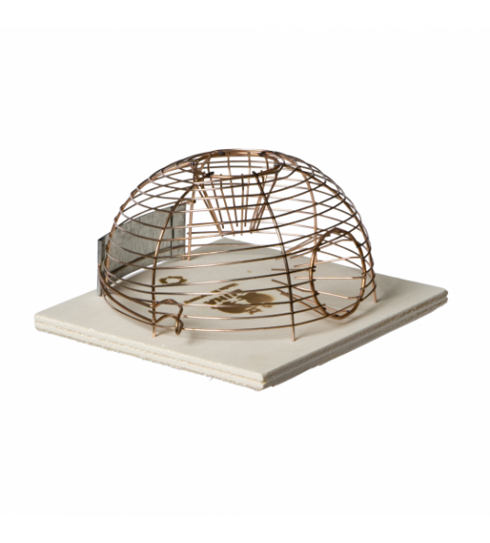 MUIZENVAL KORF LEVEND "LUNA" 1 ST MUIZENVAL KORF LEVEND "LUNA" 1 ST